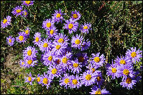 asters