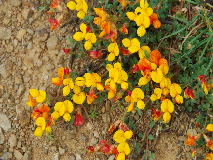 wp545c0d64.png